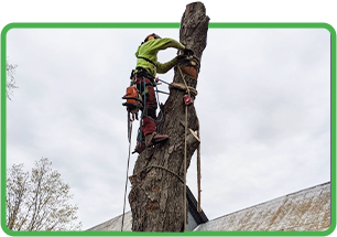 a man removing a part of tree