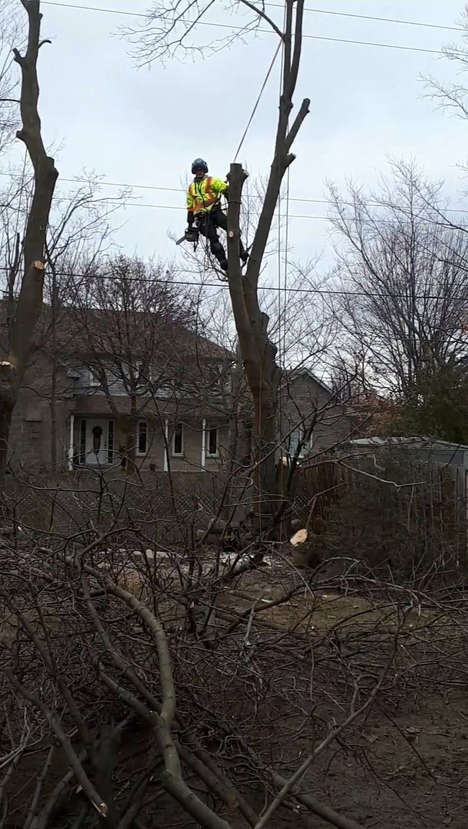 ideal tree service team member cut tree