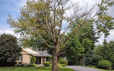 Diseased Tree Removal in Fredericton: When Is Removal Necessary?