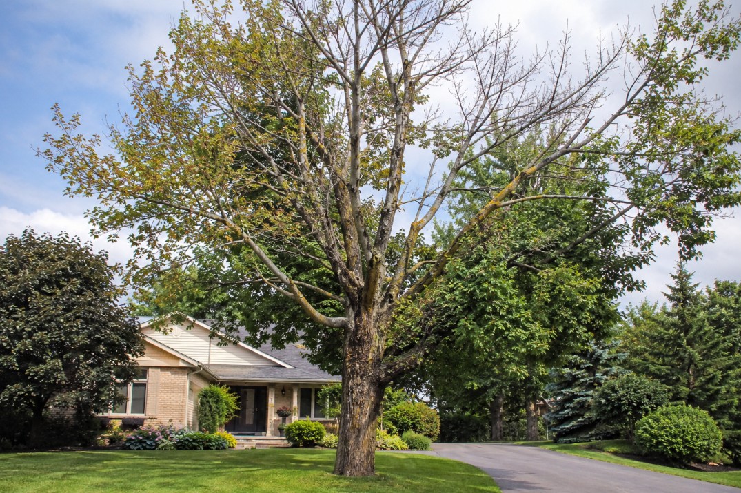 Diseased Tree Removal in Fredericton Diseased tree showing signs of decline on a Fredericton residential property