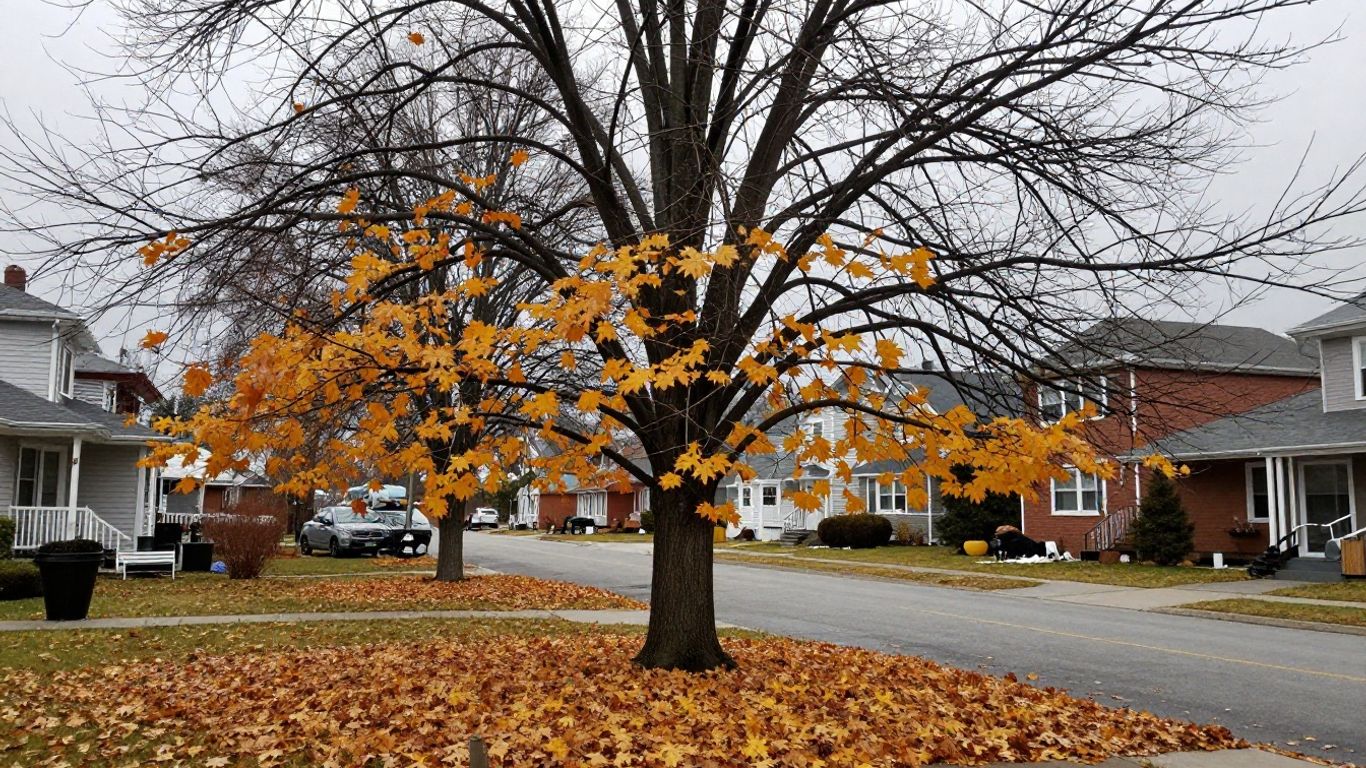 Bare deciduous tree branches in Fredericton