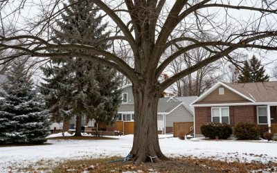 When Is the Best Time to Prune Trees Before Winter in Fredericton?